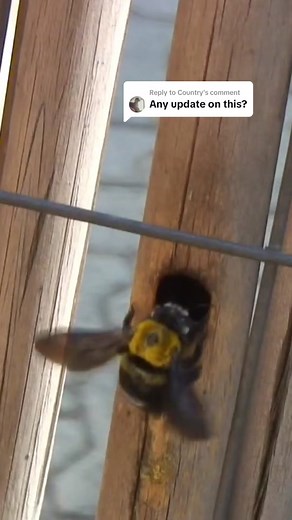 Carpenter Bee Trap Experiment: Does It Work?