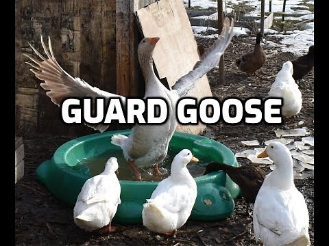 Introducing a guard Goose to protect our flock
