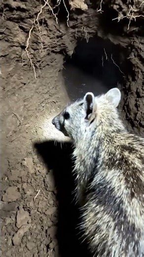 NORTHERN BANDICOOT POV: First-Ever Burrow Exploration Footage