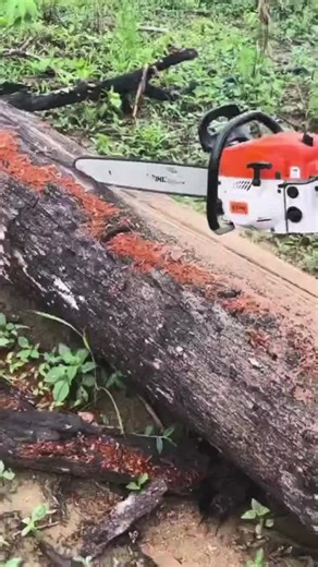 Explore the Best Budget Finds with Chainsaw Basket