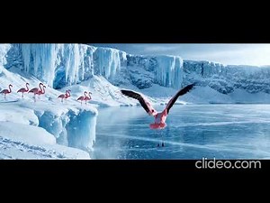 The Secret Life of Flamingos | Nature Documentary