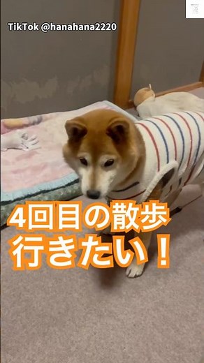 4回目😂散歩に行きたい柴犬が面白い #柴犬 #犬 #犬のいる暮らし #おもしろ #癒し