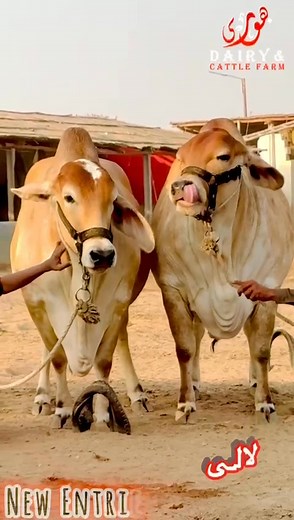 1.7K views · 21 reactions | خواب وہ نہیں جو نیند میں آئیں، خواب وہ ہیں جو نیند اُڑا دیں۔ Here we present the most beautiful Jodi of 2026 癩癩 懶*SISTERS لالی*懶 ❤️✨Bismillah Cattle Farm SoldoutTo Bhuri’s Dairy & Cattle Farm ✨❤️ Do Say Ma sha Allah  | Karachi Sohrab Goth Cow Mandi-Bakra Eid In Pakistan | Facebook