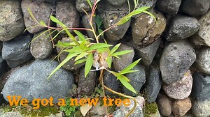 1.4K views | Taking a Willow cutting to make a new tree. —- #bonsai #bonsaitree #bonsaiart #bonsailife #bonsaist #bonsailovers #bonsais #bonsaiworld #bonsaigarden #bonsaiwork #bonsailove #bonsailover #bonsaitrees #bonsaipot #bonsaifamily #bonsaigram #bonsaiphotography #bonsaikennels #bonsaiindonesia #bonsaisofinstagram #bonsaicare #BonsaiYourBrand #bonsaimaster #bonsaipots #bonsaibrasil #bonsaiartist #bonsaimania #bonsaistyle #bonsaipanama #bonsaiaddicted | Bonsaibarn | Facebook