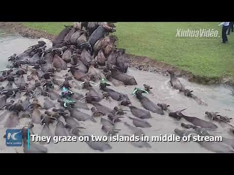Spectacular! Hundreds of water buffalo swim across river in southwest China