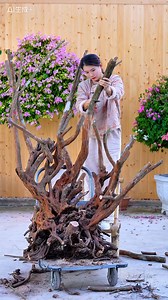 Azalea grafting: Learn these techniques and your live azalea plants will bloom profusely! #bonsai #bonsaimaking #graftingtechniques #goodfriendNana #rootingsol | Nana’s Bonsai