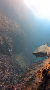 141K views · 845 reactions | 錄 With some of the most diverse marine...