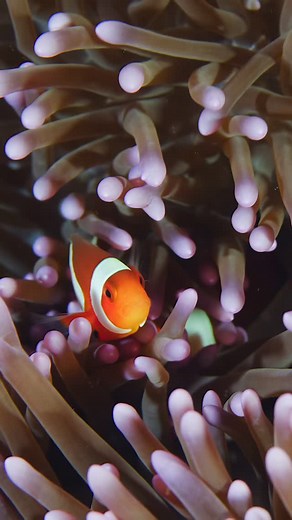Peeking curiously from their anemone hideaways 🌊✨, these charismatic clownfish bring a splash of color and joy to every dive. In their delicate dance among waving tentacles, you glimpse the harmony that makes Indonesia’s reefs so vibrant and full of life 💙. For bookings and info: 📩 info@ecoprodivers.com Follow us for more mesmerizing adventures beneath the waves 🐠 #ecoprodivers #ecoproduyungbaru #anemonefish #reeflife #scubadiving #wonderfulindonesia #oceanmagic #adventureawaits Music sync I