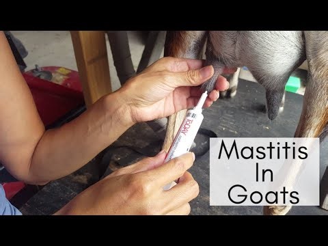 Saving My Dairy Goat From Mastitis | Full Treatment Process