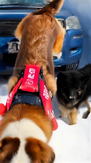 539K views · 3.4K reactions | Dog Rescue Team Saves Driver From Avalanche! #rescue #animals | Paul Vu | Facebook