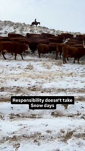 Ranch life doesn’t wait for “better” conditions. Cows don’t either. #cowboys #beef #wyoming #ranchlife #cattle | Lazy T Ranch
