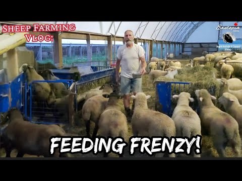 Sheep Feed Routine: Who Eats What & Why