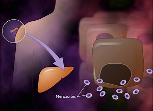 Malaria - Life Cycle of Plasmodium [HD Animation] - video Dailymotion