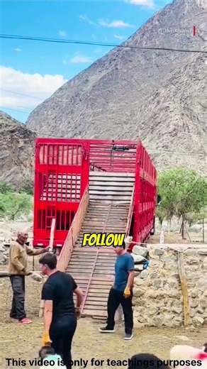 How do hydraulic stairs make sheep farming so much easier? #sheepfarming