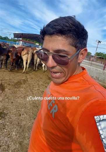 Precio de Novillas en Venezuela: ¿Cuánto Cuesta una Novilla?
