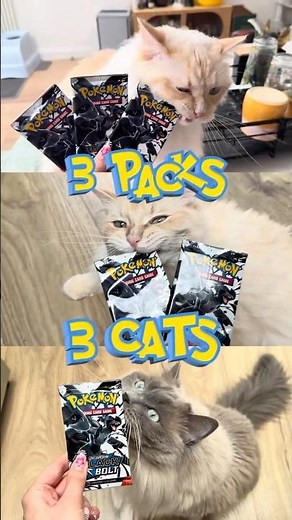 Cat Pokémon Battle EP 95 🧄🧂🌶️