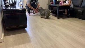 7.7K views · 117 reactions | Urgent : Adoption This sweet schnauzer...