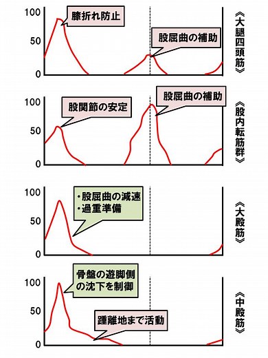【基礎から学ぶ】歩行（筋活動）【解剖生理学】 - PTOT国試対策　ー西島ゼミー