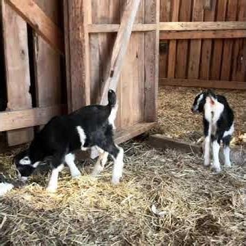 These moments! #farm #barnyard #goatkids