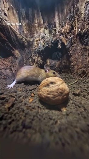 Inside the woodland home of tiny winter residents｜Osmo Nano