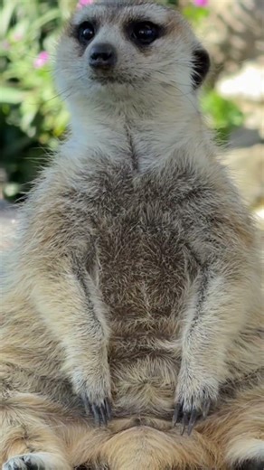 Minki the meerkat is here to cleanse your feed 🥰😂 #animals #animalshorts #animallovers #wildlife