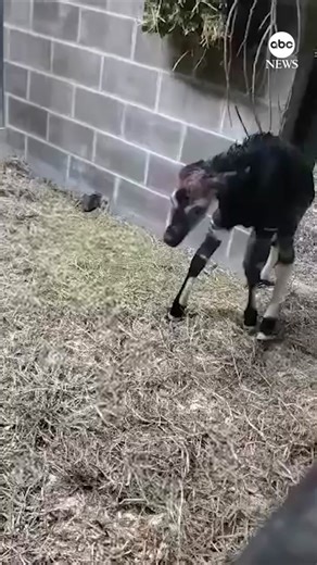 Footage captured an okapi calf taking its first steps on shaky legs shortly after being born at the Cincinnati Zoo. #okapi #cincinnati #cincinnatizoo