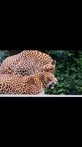 1.5K views · 87 reactions | Levhart skvrnitý Santillana del Mar 15. 5. 2025 #naturephoto #naturegeography #zoo #zoophotography #zoophoto #animals #animal #animalphotography #animalphotos #canonphotography #canon #canonczsk #pozdrav #best #bestmemes #bestmemes #bestdiscovery #bestvideo #bestphoto #bestfriends | Lucie Štěpničková | Facebook