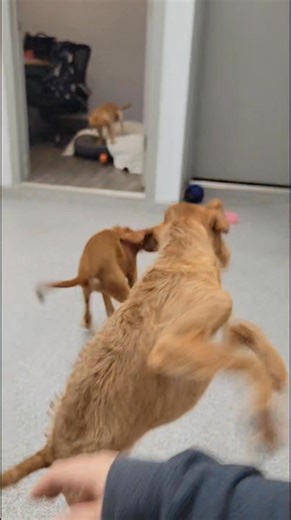 11K views · 142 reactions | PARKOUR! These crazy puppies love using...