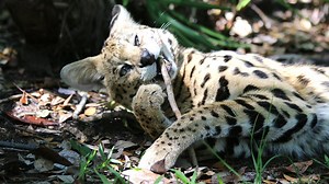 63K views · 1.4K reactions | It has been over two months since our newest rescue Hutch the serval arrived. So how is he settling in to his new forever home at the sanctuary? | Big Cat Rescue | Facebook