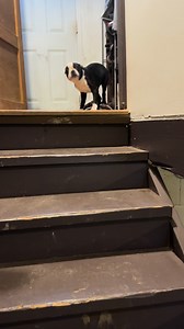 Boston Terrier Winston Welcomes Me Home
