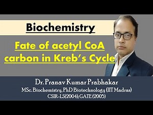Fate of acetyl CoA carbon in TCA cycle