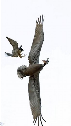 The Secret Speed of Eagles When Ambushing Prey in the Wild