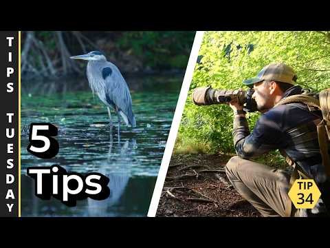 5 Practical Tips to Get Better Wildlife Photos on Your Next Hike | Tips Tuesday