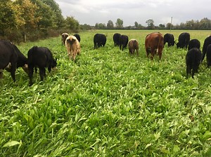 Trevor Harris - Farming for Nature