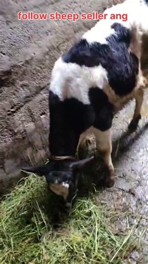 20K views · 213 reactions | Alhamdulillah sold out #cows #heifer #post #KYC #viralvideochallenge Follow sheep seller ang For ADD PROMOTION CONTACT Thanks to all brothers who support  ❤️   ♥️ | sheep seller ang | Facebook