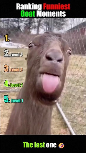 Ranking the Funniest Goat Moments! 😂🐐 (Wait for #1!)