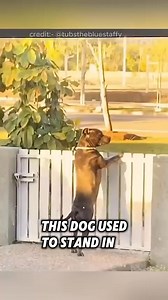 211K views · 2.1K reactions | This dog tried to make friendship with human, and then this happened #dog #animals | Loveable Stories | Facebook