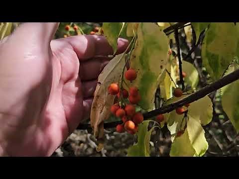 ID That Tree: American Bittersweet