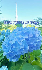 [Early Summer Charm – Enjoy a Stroll Among Hydrangeas in Asakusa] During the rainy season, beautiful hydrangeas (ajisai) reach their peak in Tokyo’s historic Asakusa area. The contrast between the colorful blooms and the old-town atmosphere makes for perfect photo opportunities. Here’s a recommended spot to enjoy hydrangeas 👇 📍**[Sumida Park]** Hydrangeas blooming along the riverside walkway, with views of the Tokyo Skytree®, offer a uniquely “Tokyo” experience. Be sure to stop by while sights