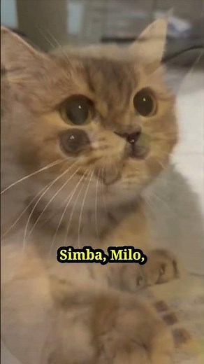 The 10 best names for cats 🐱✨ Choose the perfect one! #cats #catmania #shorts