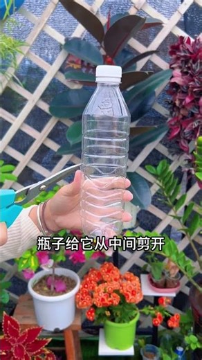 Unlock Endless Camellia Cuttings: Master Spring Pruning