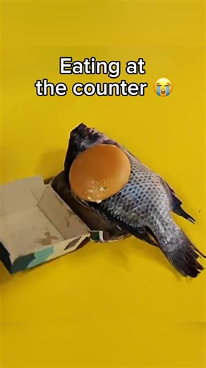 Juan on Instagram: "Eating at the counter😭 (gone wrong) • • • • • #fyp #mcdonalds #mukbang #food #explore"