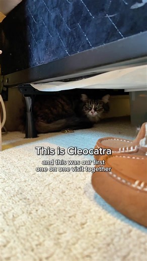 Building Trust with Cleocatra: A Journey with a Shy Cat