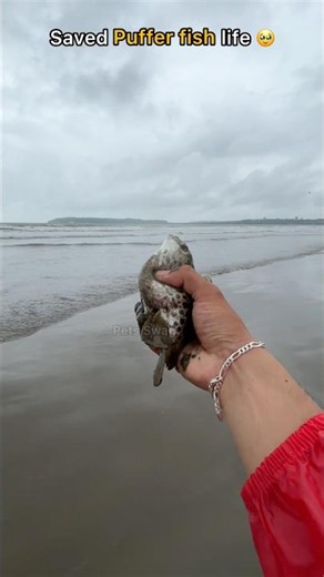 Saving every stranded puffer fish 🥹