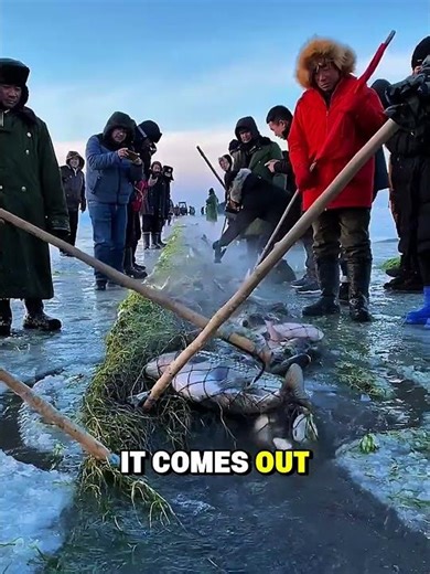 Japanes People Catches Hundred of Fish Through Frozen River! 😲❤️ #shorts
