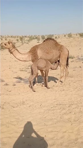 الناقة تُرضِع صغيرها أثناء الرحلة في الصحراء||#shorts ##animals