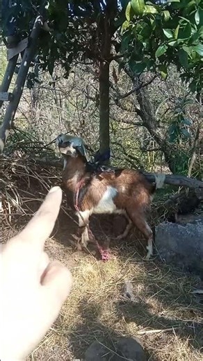 gunnu ki bakriyaan 🥰 #minivlog #almora #villagelife #comedy #viralvideo #trendingshorts #funny 🤣🤣