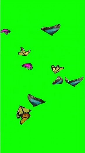 butterfly green screen 4k