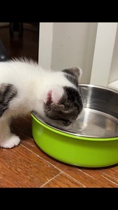 7.4K views · 805 reactions | When they are 5 to 6 weeks old, kittens...