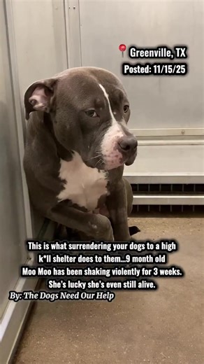 💔 THIS is what surrendering your pet for selfish, preventable reasons looks like. This is Moo Moo — violently shaking, terrified, and barely hanging on after 3 weeks in a crowded high-k*ll shelter. Her mom, Charlie, was locked in the kennel next to her. They could smell & hear each other, but couldn’t reach each other. Why? Because they got into it over a treat. One moment. One mistake. One preventable incident. Instead of getting vet care, separating them safely, or seeking help, their owners 